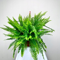 Paproć Boston Nephrolepis P17 wisząca