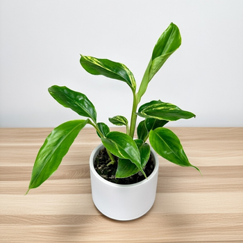 Alpinia zerumbet Variegata