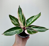 Stromanthe sanguinea Triostar P9